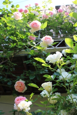 IMG_6893.jpg