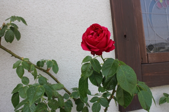 IMG_7097.jpg