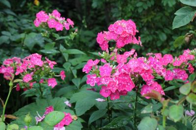 IMG_7184.jpg