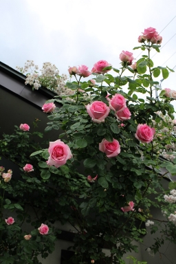 IMG_7227.jpg