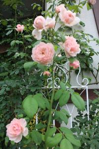 IMG_7385.jpg