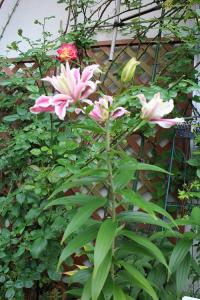 IMG_7387.jpg