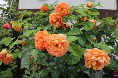 IMG_7389.jpg