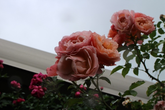 IMG_7407.jpg