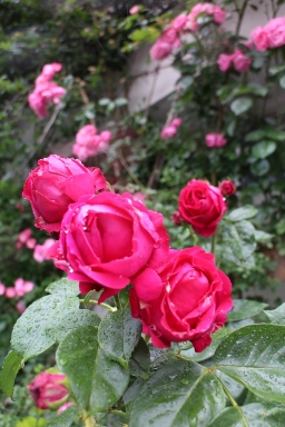 IMG_7426.jpg