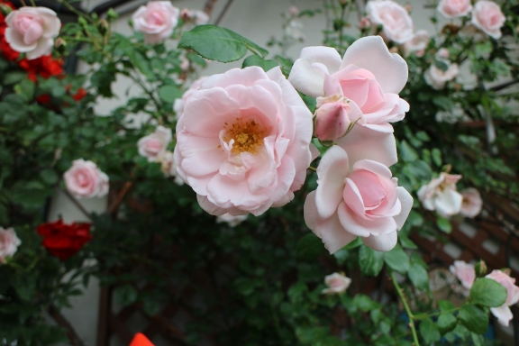 IMG_7457.jpg