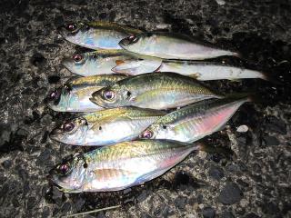 blog_11092301.jpg