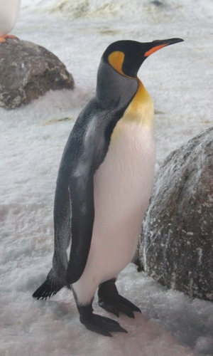 皇帝ペンギン 動物ネタペディア