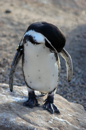 ペンギンの保護色