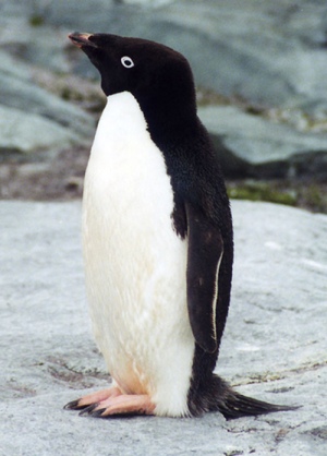 ペンギン 動物ネタペディア