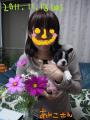 こすもす