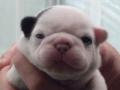 dog_00010303_convert_20111025014436.jpg
