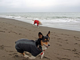 海岸2