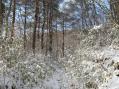 春の淡雪？