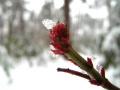 モミジイチゴの芽