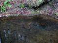山椒魚のいる淵