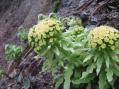 バッケの雄花(後ろは皆雌花)