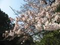 咲きだした染井吉野