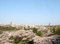 桜は、未だ見頃です!