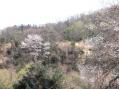 谷向うとこちらの山桜