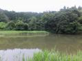沼