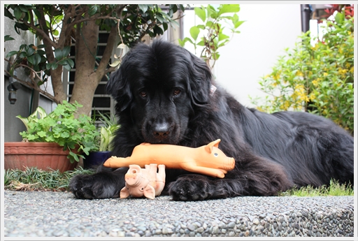 2012_0415buta0021.jpg