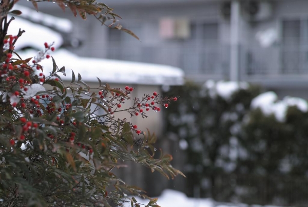 雪