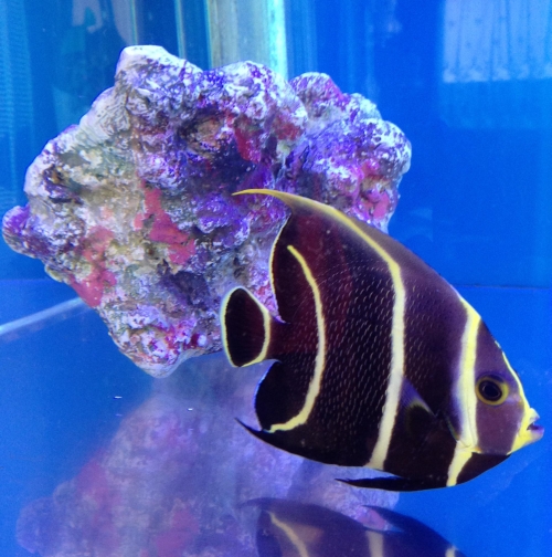 fish_0318_01.jpg