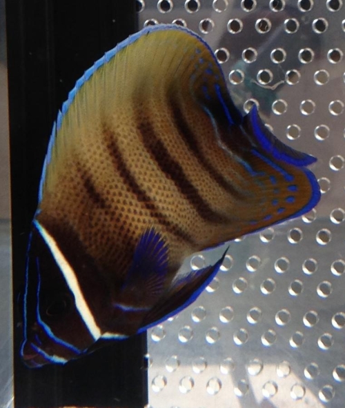 fish_0318_02.jpg