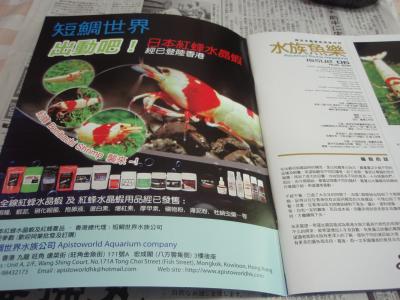 日本紅蜂水晶蝦
