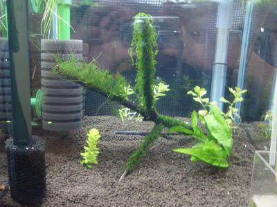 30-8水草