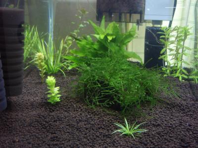 45-7水草