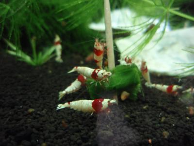 ホウレン草30-4 サンタエビ