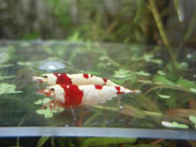 ガチ4