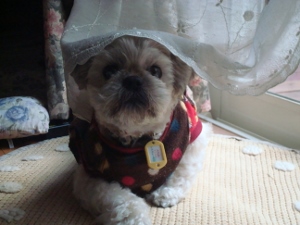 20131209a (1)