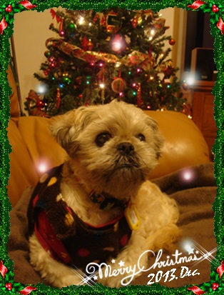 2013Xmas.jpg