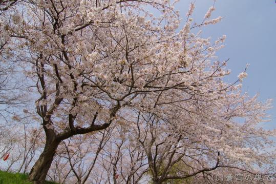 IMGP0002_20130406114720.jpg
