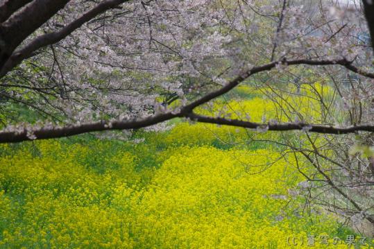 IMGP0009_20130406114717.jpg