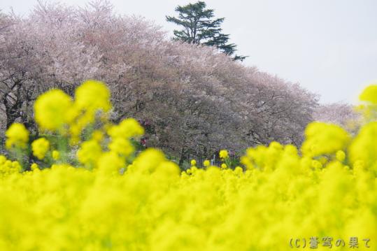 IMGP0051_20130406114847.jpg