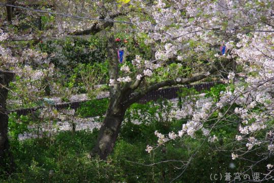 IMGP0056_20130406114846.jpg