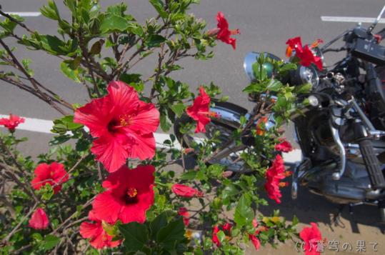 IMGP0140raw.jpg