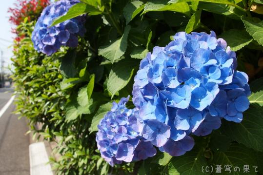 P6040003.jpg