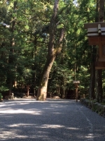 伊勢の木