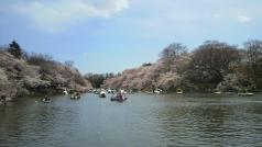 hanami2.jpg