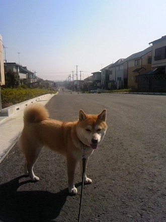2013梅2