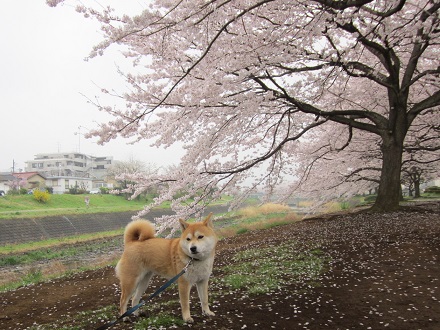 2013桜2