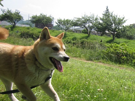 20135川2