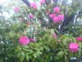 DSC00049.jpg