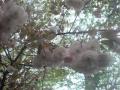 DSC00052_20120423124832.jpg