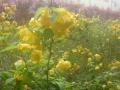 DSC00131_20120501160028.jpg